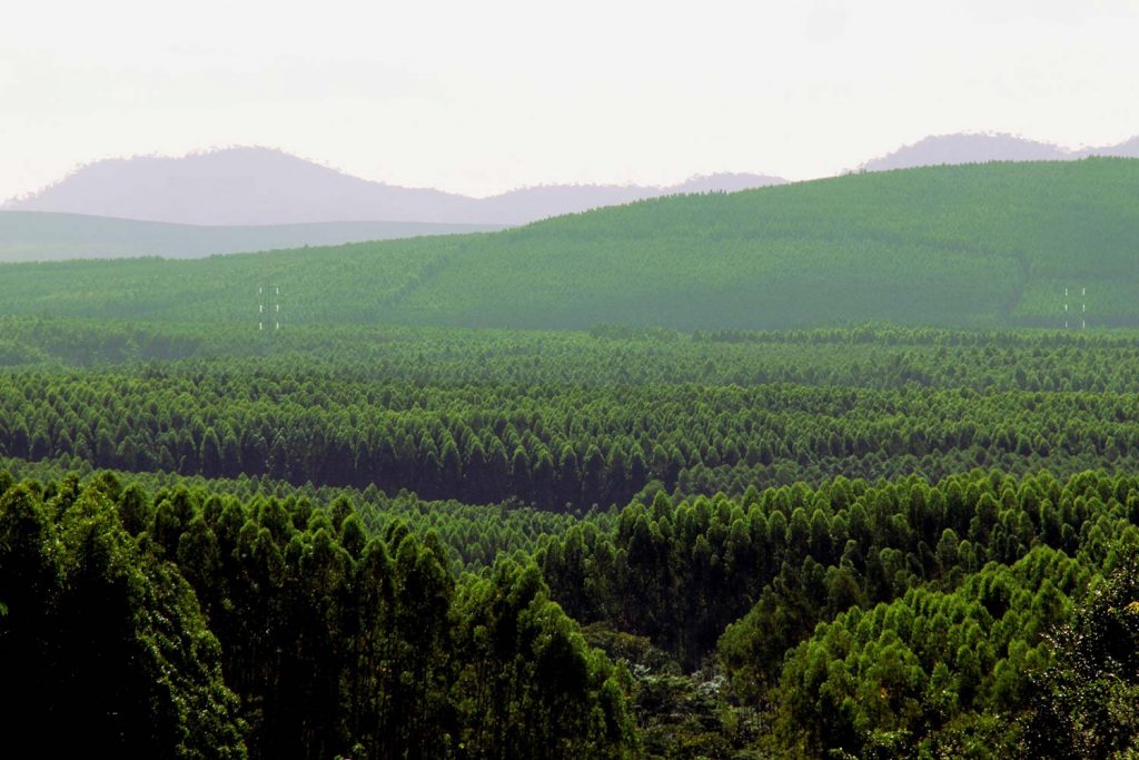 eucalipto-mais-floresta-foto-paulo-cardoso-202304