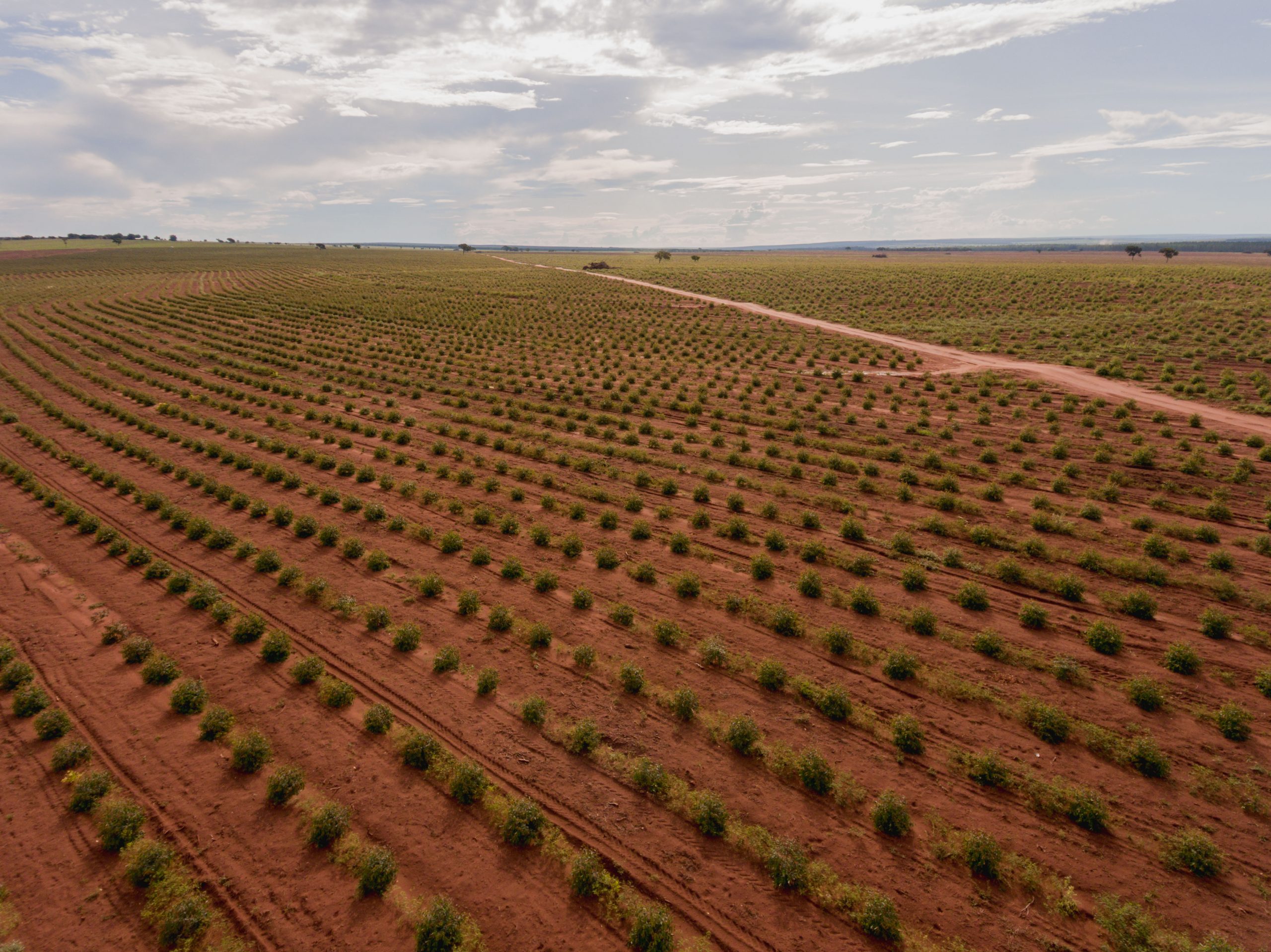 Prazo para plantio de soja tem alterações neste final de ano em Mato Grosso  do Sul - Acrissul
