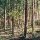 VENDA DE ÁREA P COMPENSAÇÃO AMBIENTAL