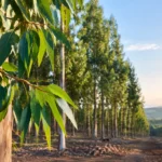 Guia de manejo de eucalipto para alta produtividade
