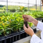 Tendências em viveiros clonais no setor florestal