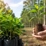 Mudas clonais e o resultado do plantio florestal